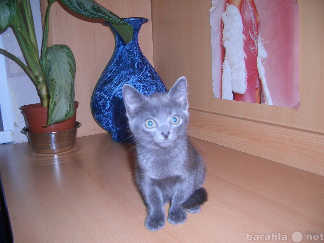 Продам: Русская голубая котята