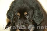 Продам: тибетский мастиф- щенки