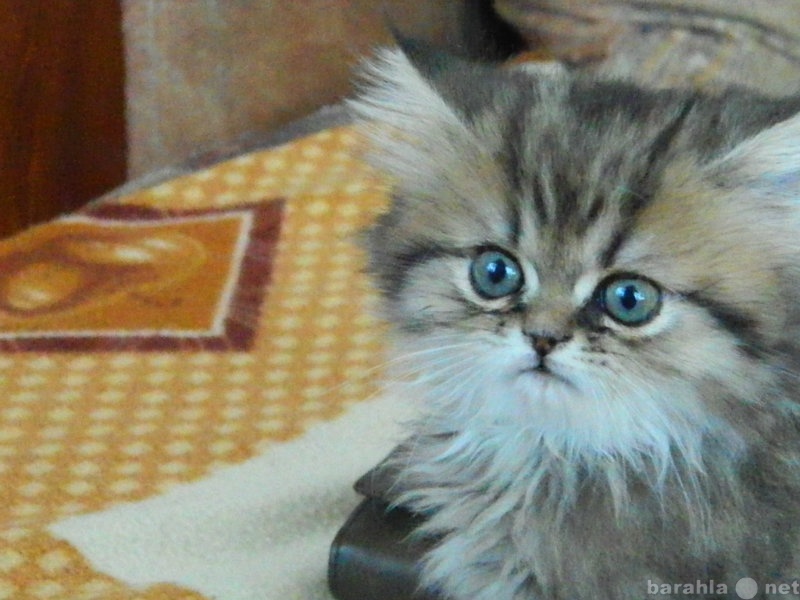 Продам: персидский котенок