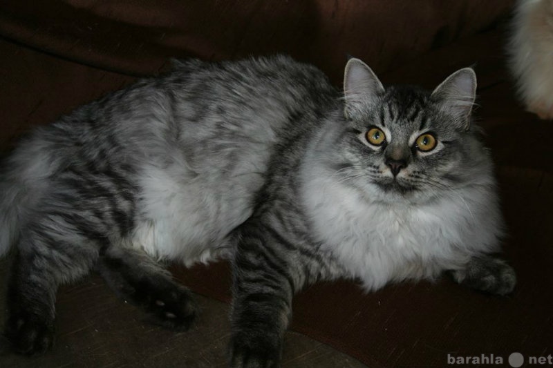 Продам: Сибирский серебряный котенок