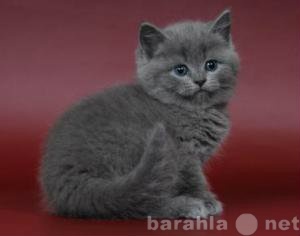 Продам: бритинские котята