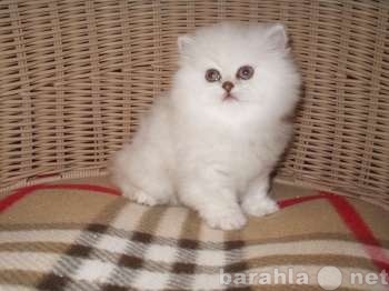 Продам: котят персидских шиншилл