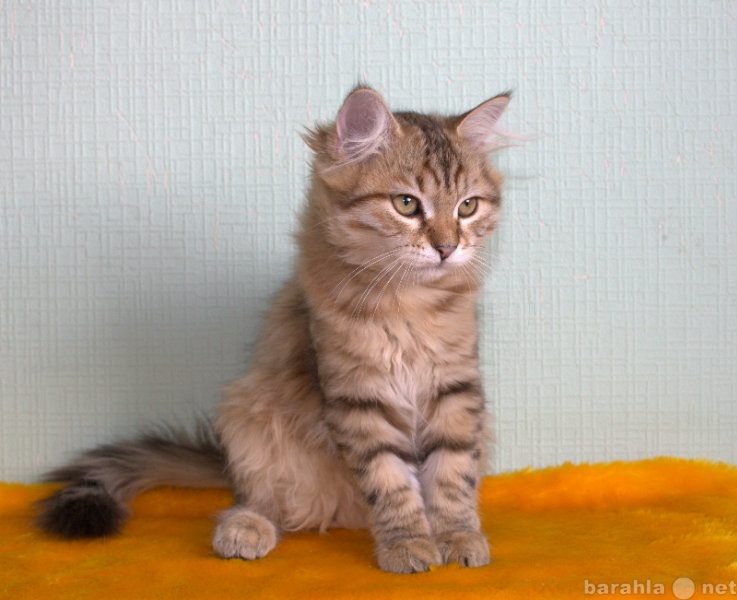Продам: Породистые сибирские котята из питомника