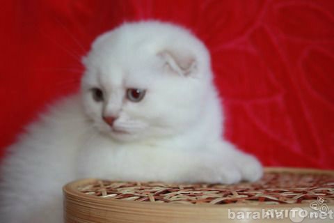 Продам: Шикарные плюшевые котята