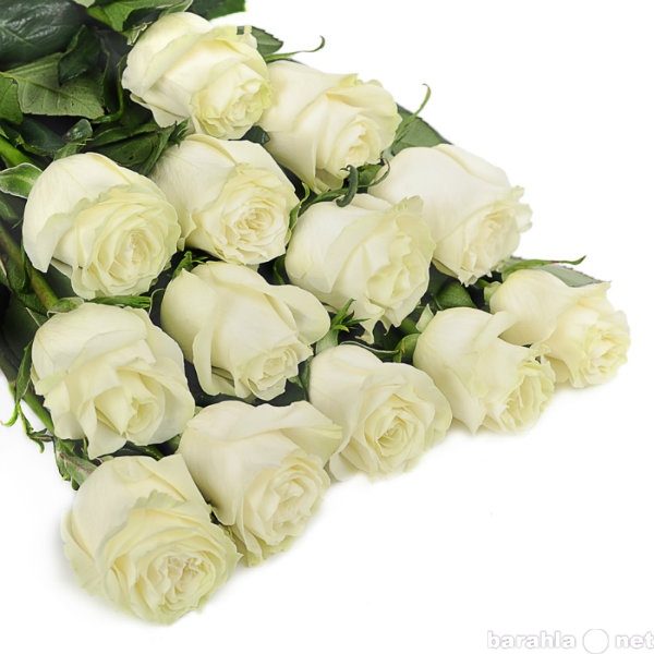 Продам: Белые розы, Эквадор