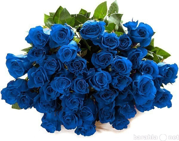 Продам: Синие розы
