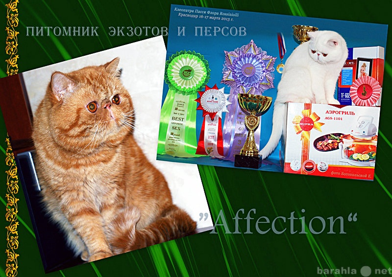 Продам: экзотические и персидские котята
