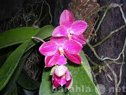 Продам: Продам редкие орхидеи