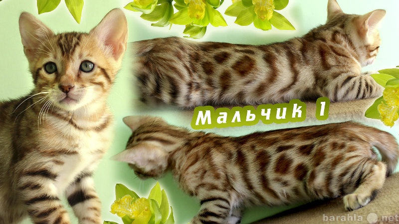 Продам: Бенгальский котенок в Екатеринбурге