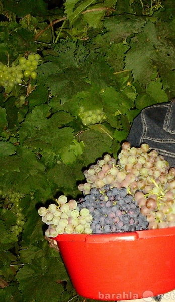 Продам: виноград