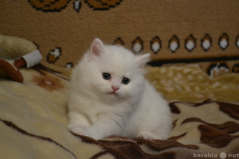 Продам: котёнок чисто белый