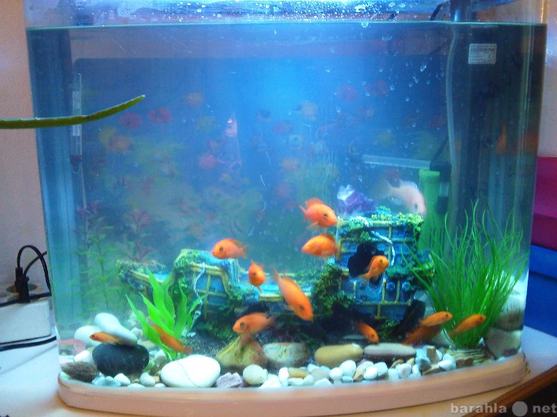 Продам: аквариум вместе с рыбками