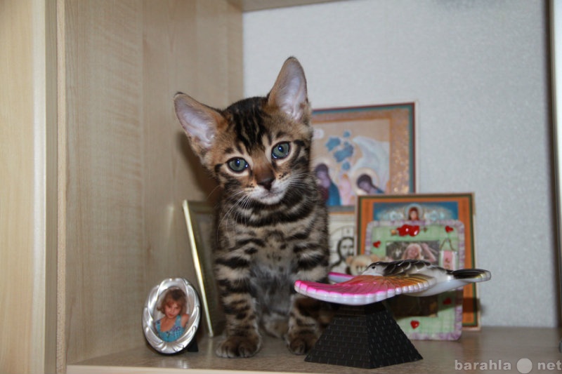 Продам: Маленький бенгальский котенок