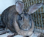 Продам: Кроликов и крольчат