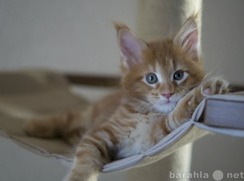 Продам: Котята Мейн Кун в Томске