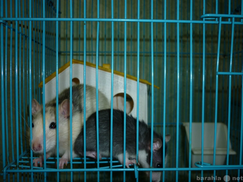 Продам: милые крыски