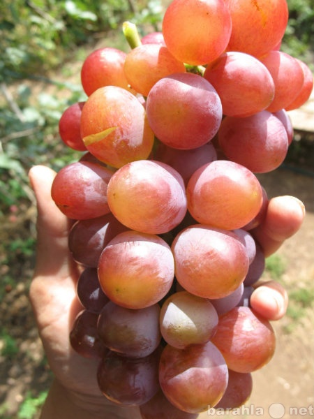 Продам: Саженцы столовых сортов винограда