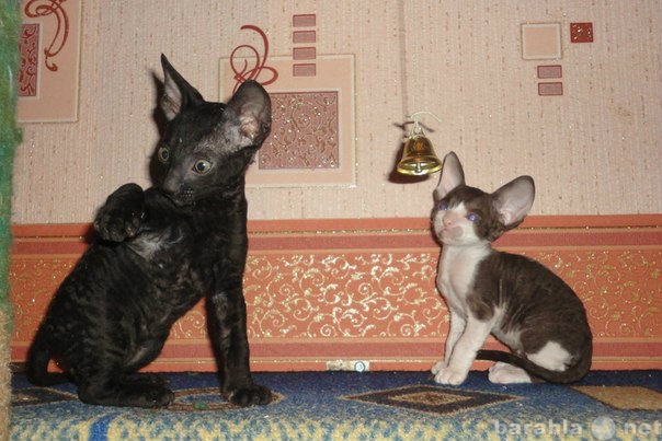 Продам: Черный котик породы Корниш Рекс