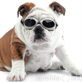 Продам: очки для собаки