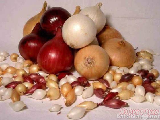 Продам: семена картофель,лук-севок