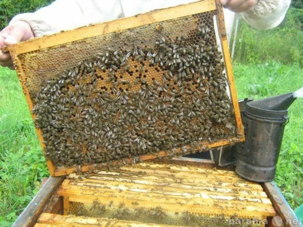 Продам: пчелопакеты