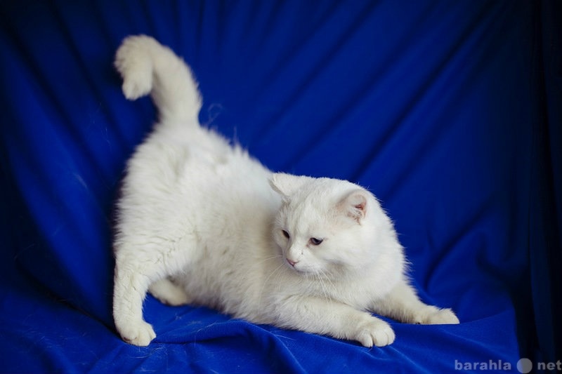 Отдам даром: Белый кот ищет дом