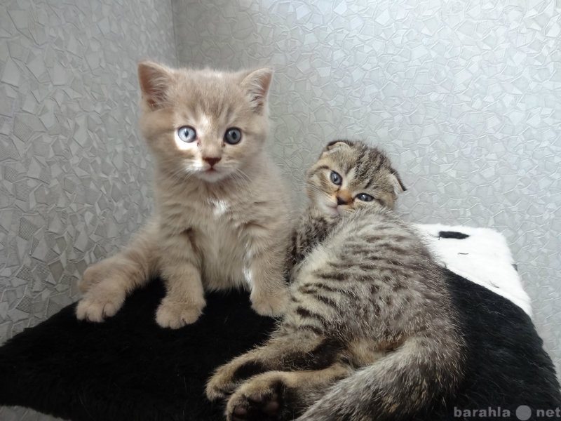 Продам: Плюшевые мраморные шотландские котята