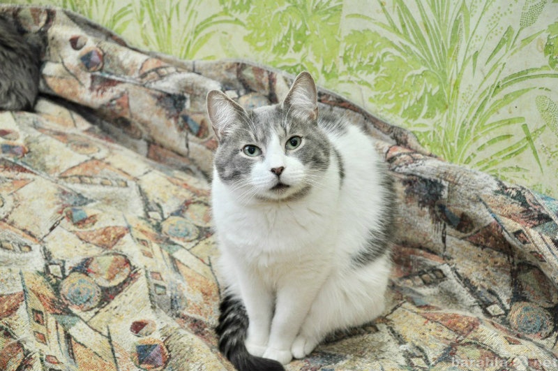 Отдам даром: Котик Хазбулат ищет дом.