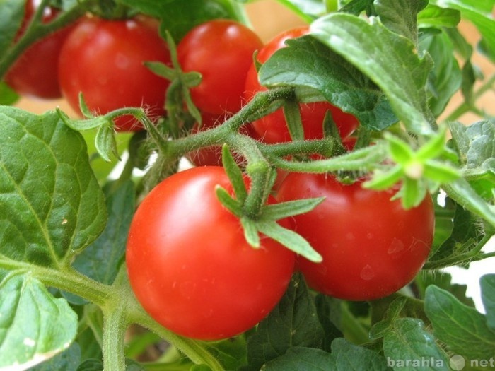 Продам: Рассада томатов и сладких перцев