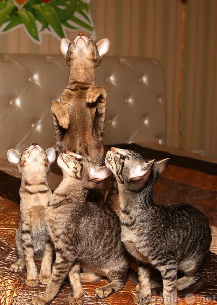 Продам: Ориентальные гладкошерстные котята