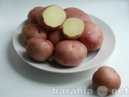 Продам: Фермерский картофель оптом