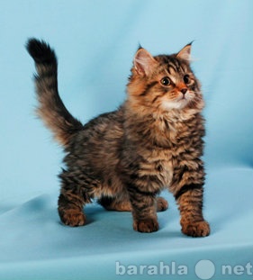 Продам: Породистые котята - сибиряки