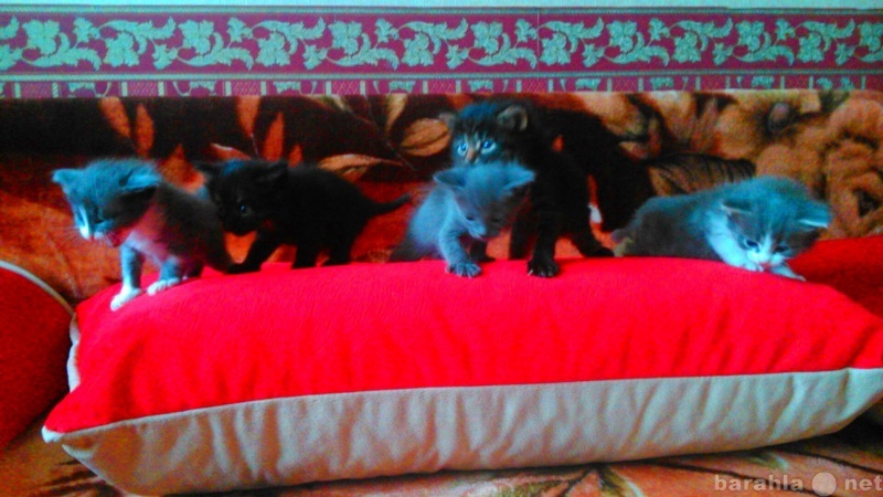Отдам даром: 5 котят (3 мальчика и 2 девочки)
