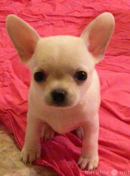 Продам: бело-палевый щенок Чихуа-хуа