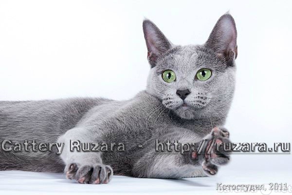 Продам: Продаются котята породы русская голубая