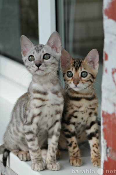 Продам: Бенгальские котята из питомника