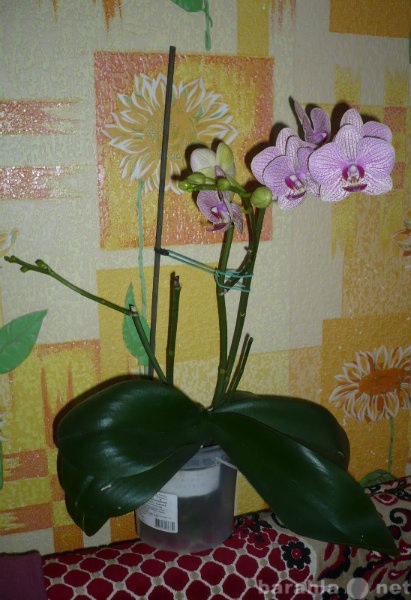 Продам: продам орхидею