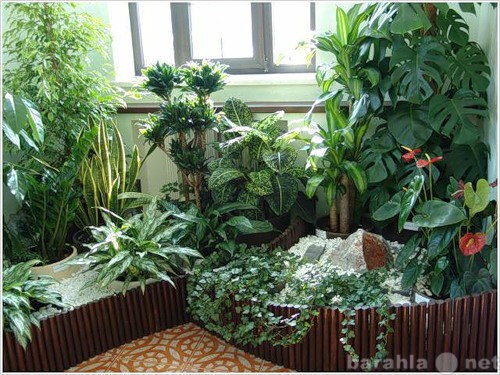 Продам: уход за комнатными растениями