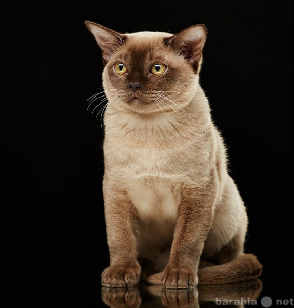Продам: Бурманские котята шоколадного окраса