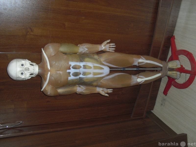 Продам: скелет Артема и журналы Человеческое тел