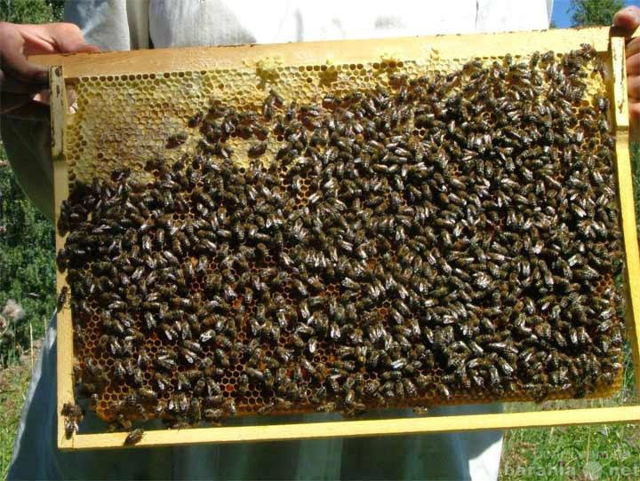Продам: Продаю пчел