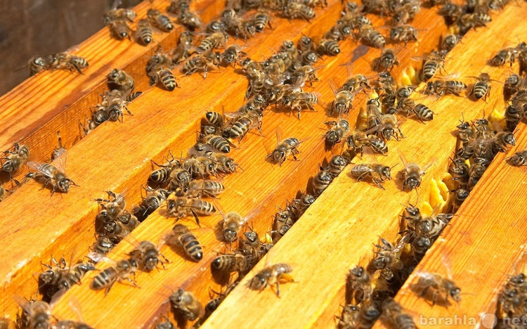 Продам: Пчелопакеты или пчелосемьи