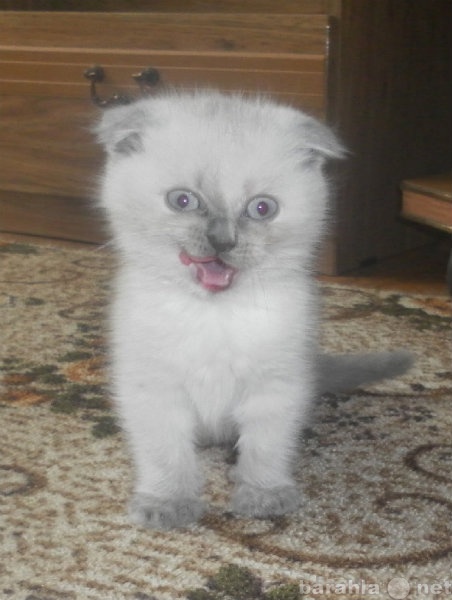 Продам: Вислоухий британский котенок колор-поинт