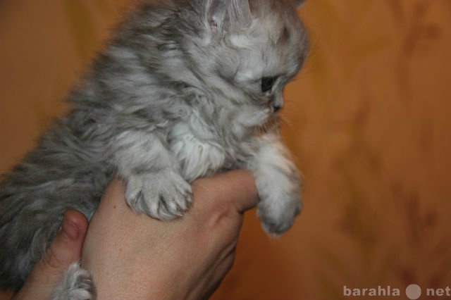 Продам: персидский котенок мальчик 1 мес