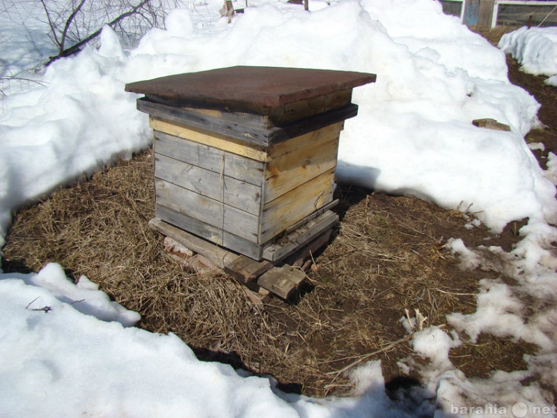 Продам: Пчелиные семьи