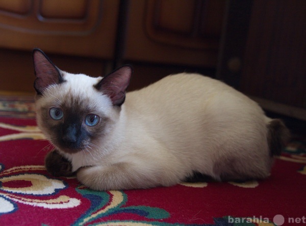 Продам: котята меконгского бобтейла
