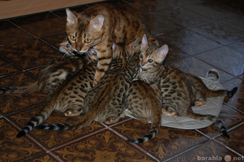 Продам: элитных бенгальских котят