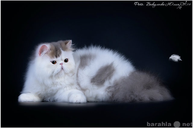Продам: Персидский котенок.