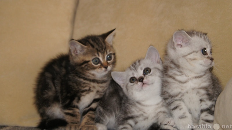 Продам: шотландские плюшевые котята