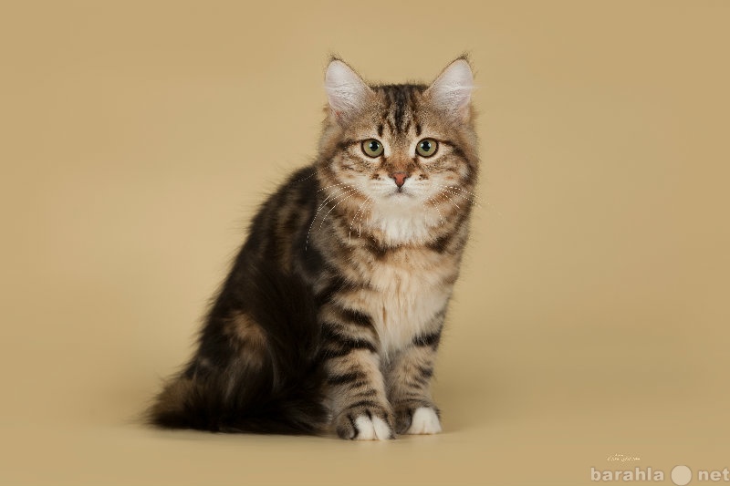 Продам: Сибирские котята из питомника